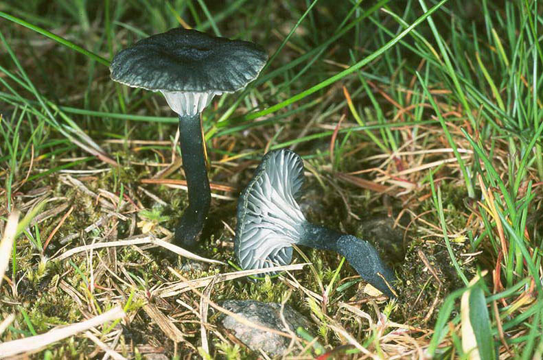 Arrhenia chlorocyanea